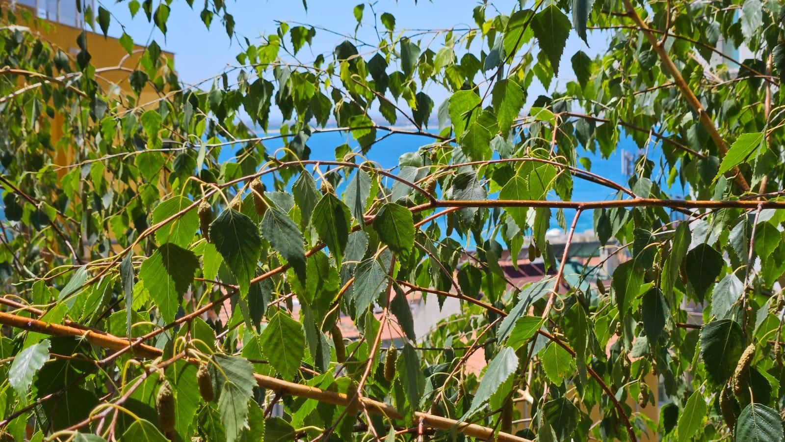 Двустаен апартамент без такса поддръжка в кв. „Русалка“, Свети Влас – отличен избор за живеене и инвестиция